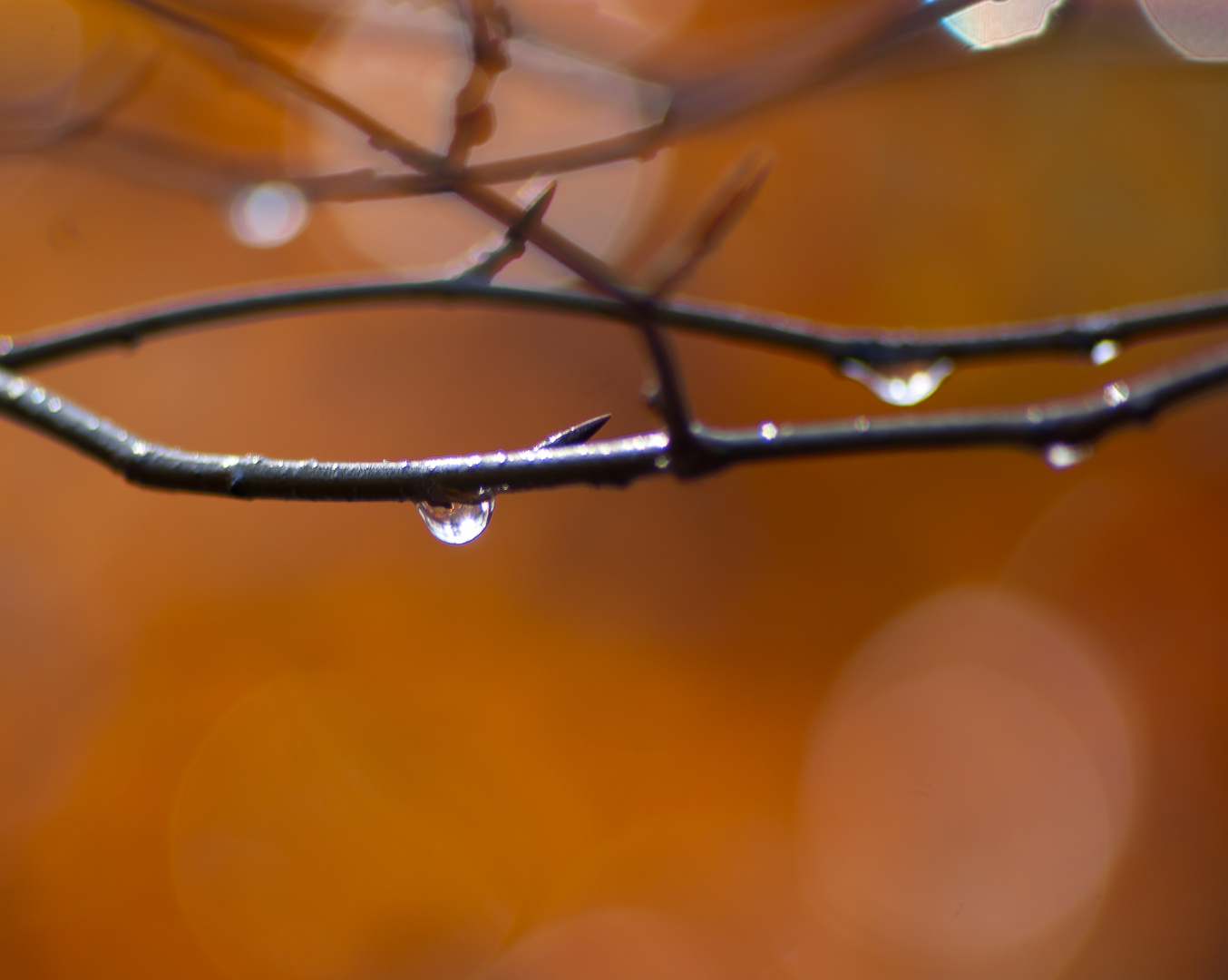 Herbst im Wald