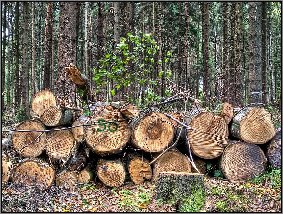 # Herbst im Wald #