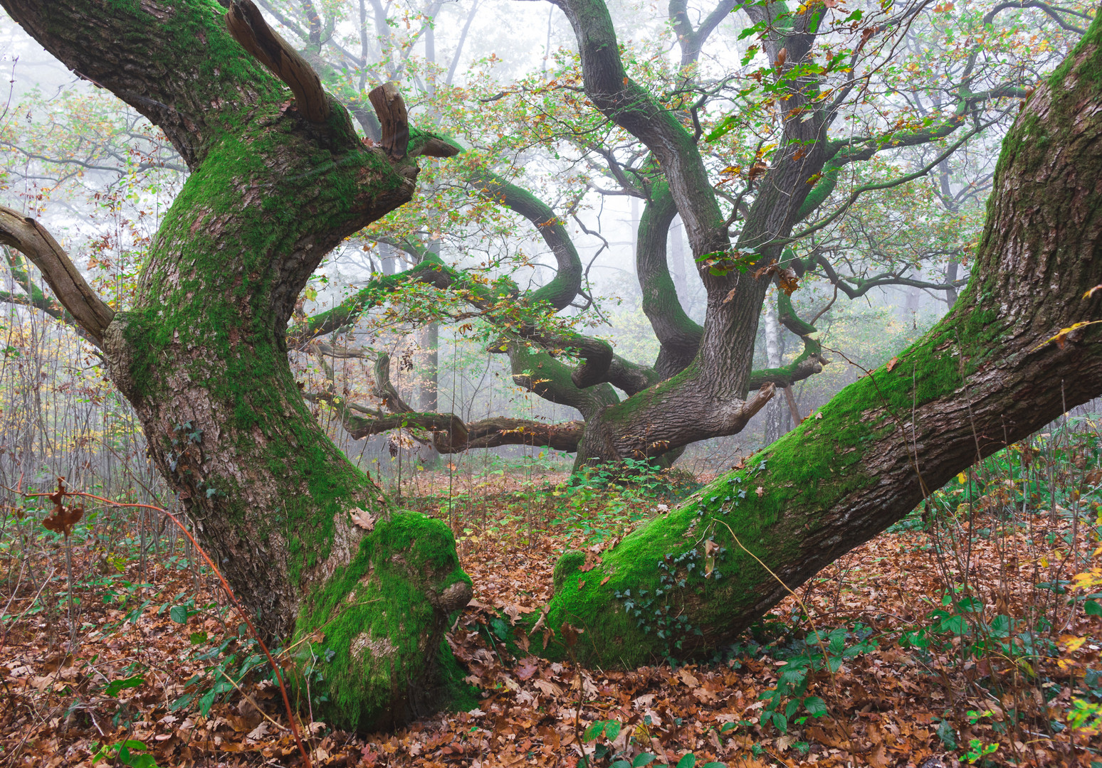 Herbst im Wald