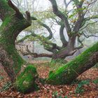 Herbst im Wald