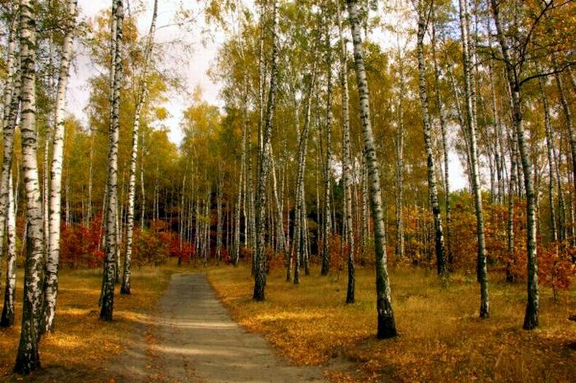 Herbst im Wald