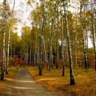 Herbst im Wald