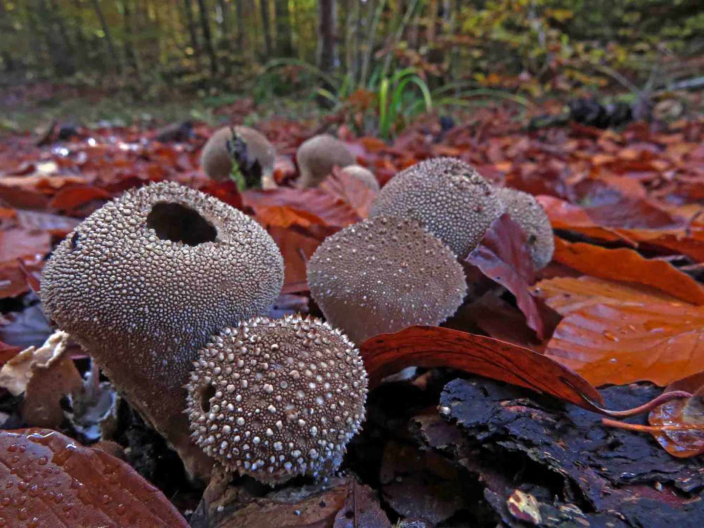 Herbst im Wald