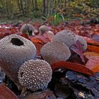 Herbst im Wald