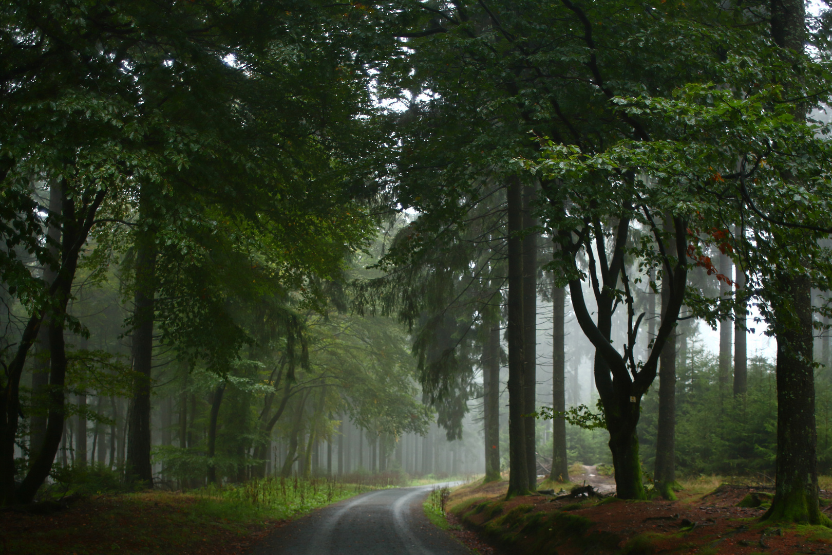 Herbst im Wald