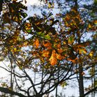 Herbst im Wald