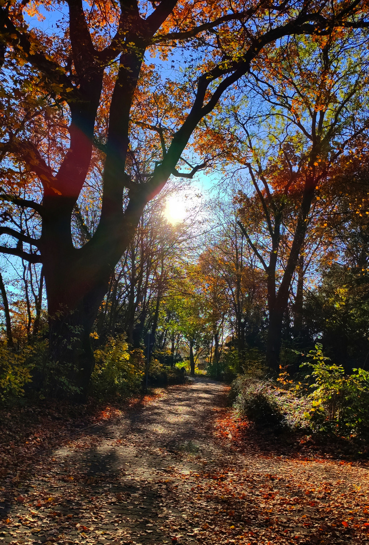 Herbst im Wald