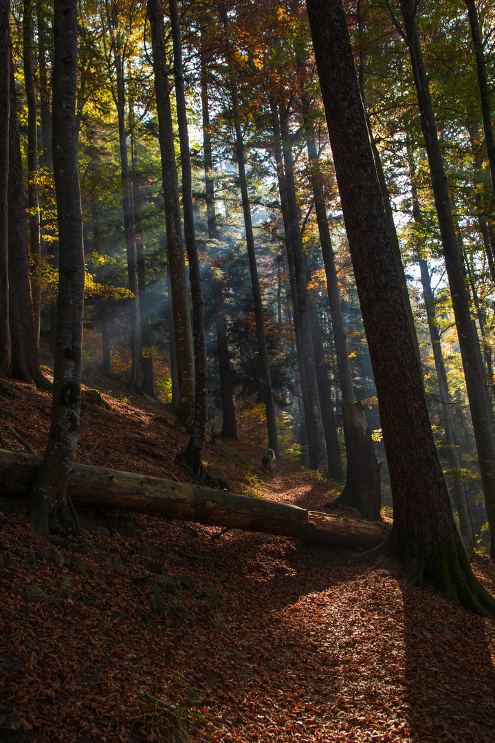 Herbst im Wald