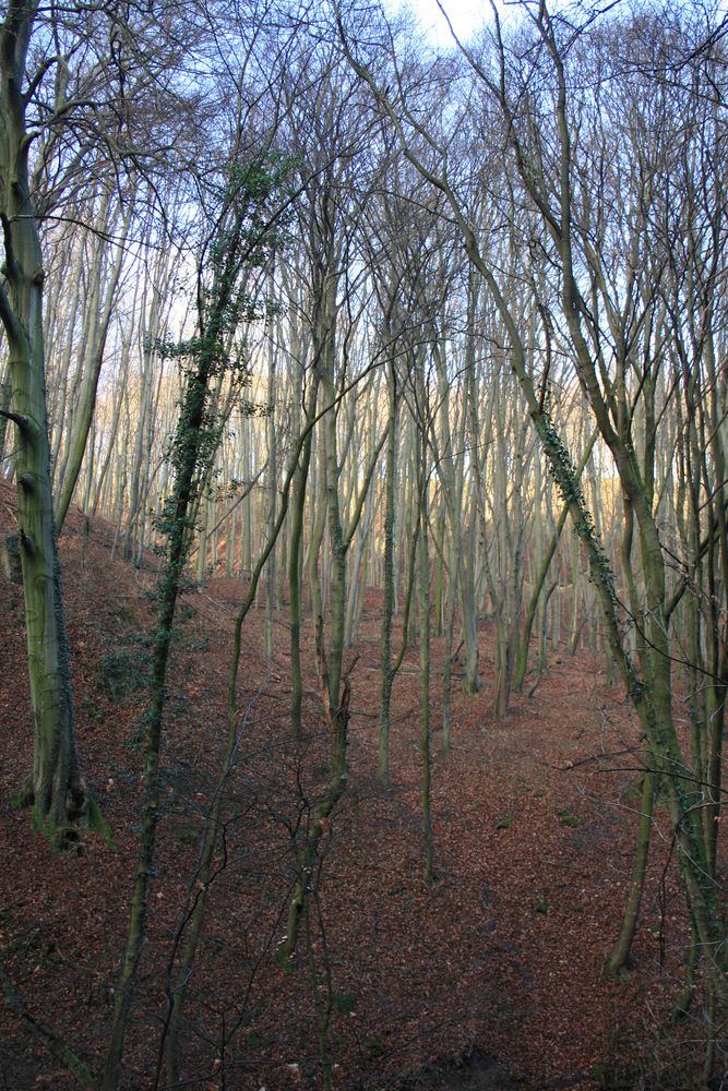 Herbst im Wald