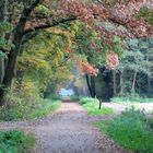 Herbst im Wald