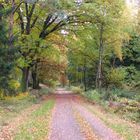 Herbst im Wald