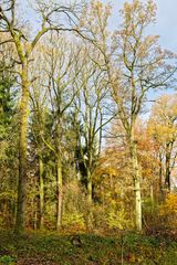 Herbst im Wald