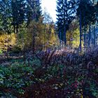 Herbst im Wald