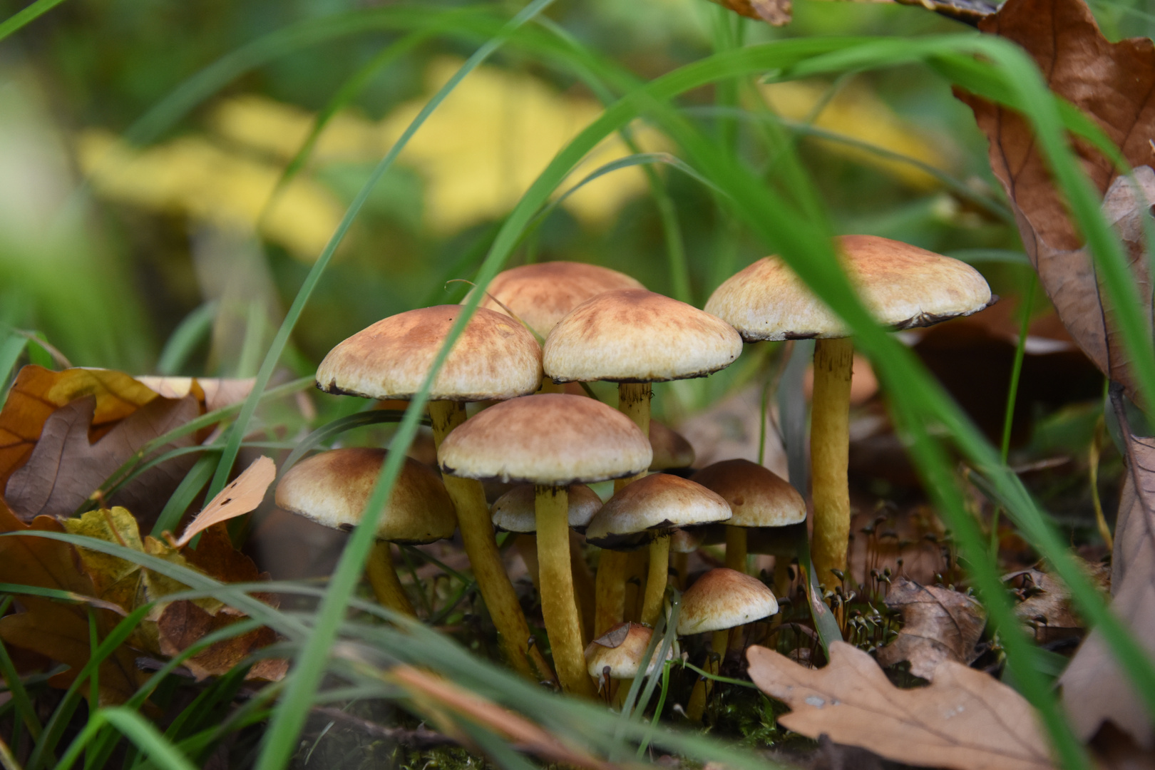 Herbst im Wald