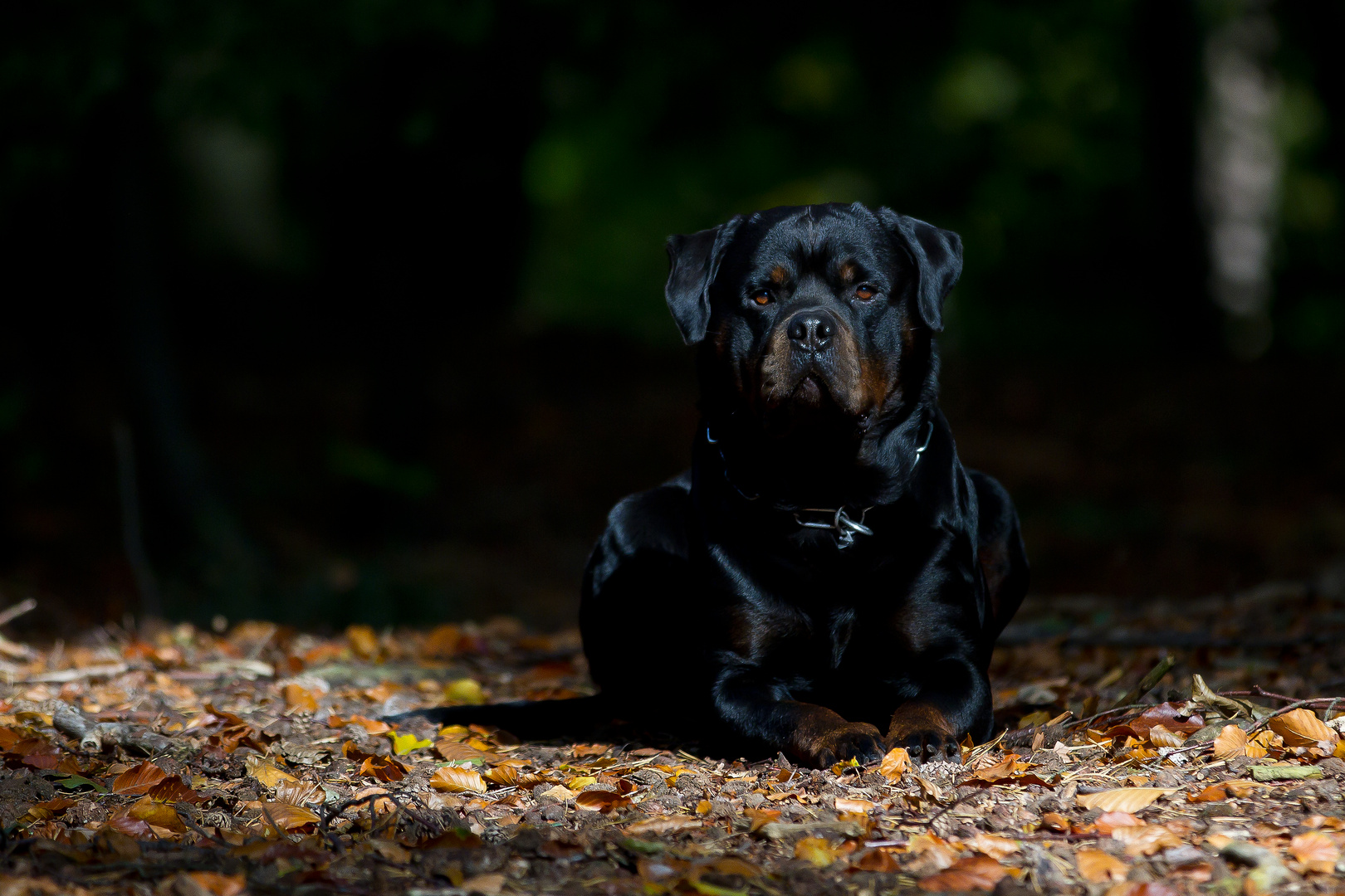 Herbst im Wald