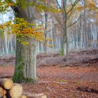 Herbst im Wald