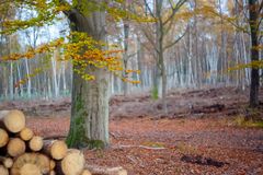 Herbst im Wald