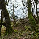 Herbst im Wald