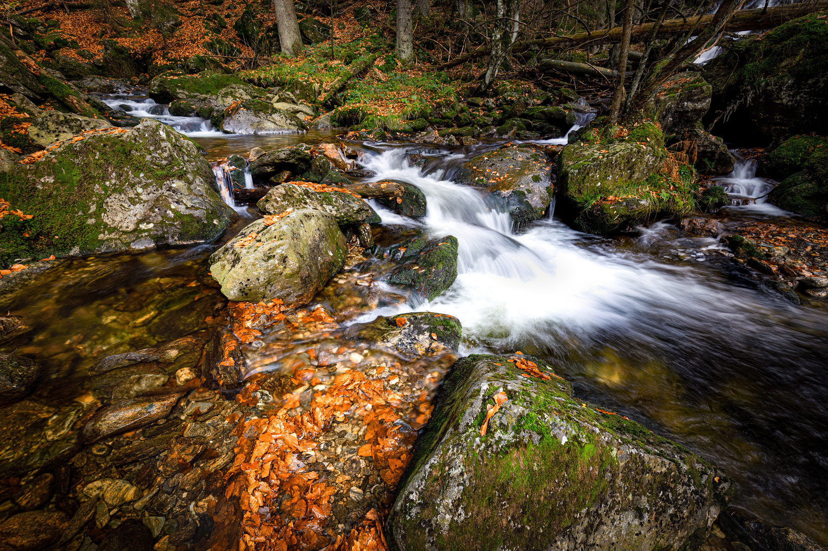 Herbst im Wald