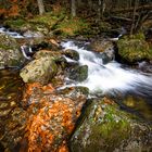 Herbst im Wald