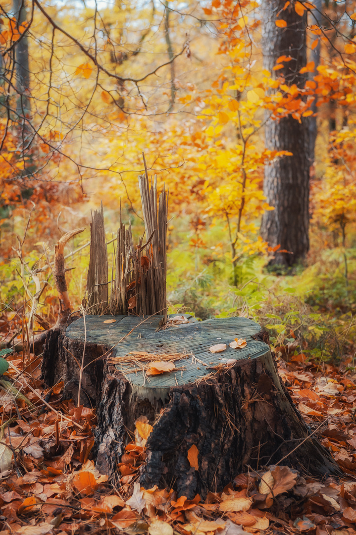 Herbst im Wald