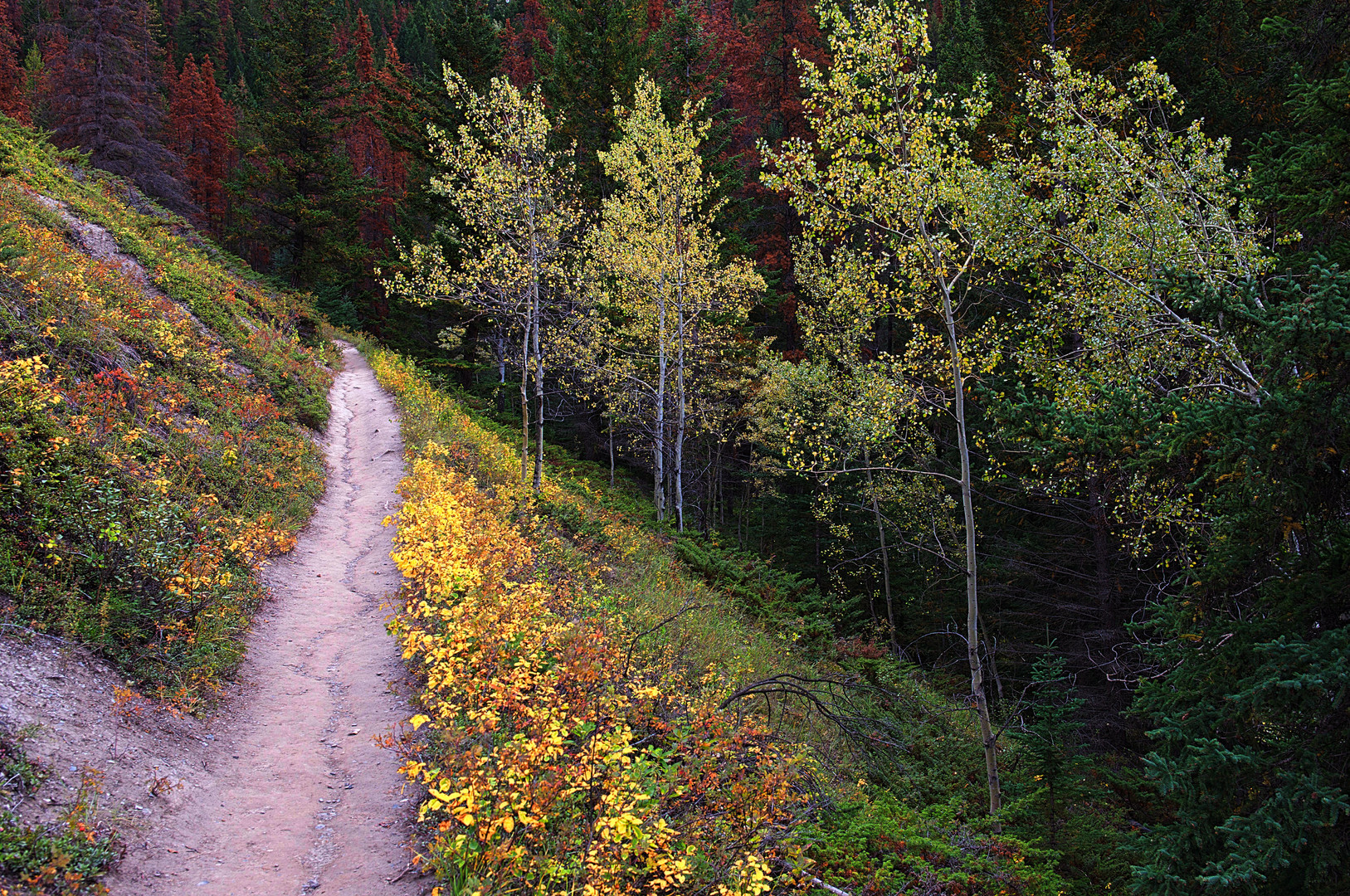 Herbst im Wald