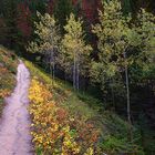 Herbst im Wald