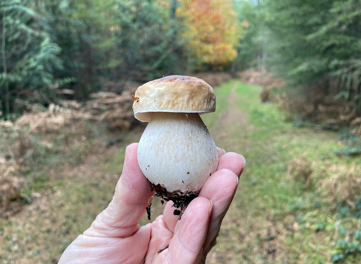 Herbst im Wald