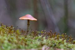 Herbst im Wald