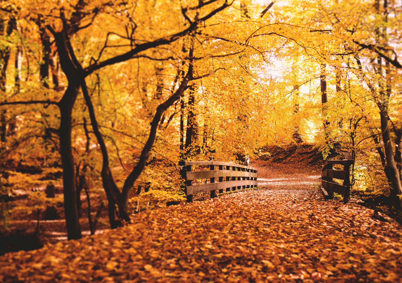 Herbst im Wald