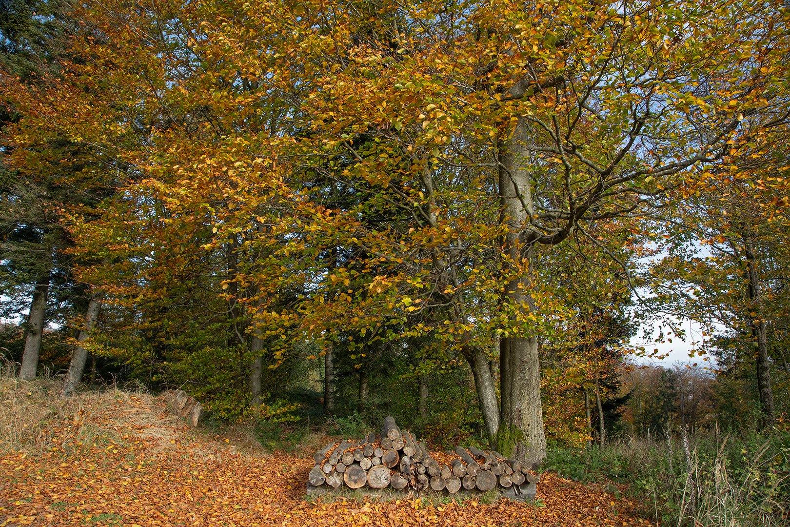 Herbst im Wald