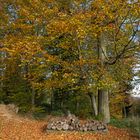 Herbst im Wald