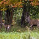 Herbst im Wald.