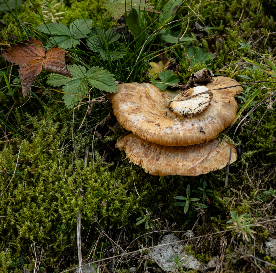 Herbst im Wald