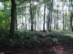 Herbst im Wald