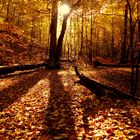 "Herbst im Wald "