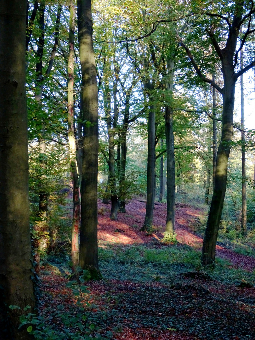 Herbst im Wald