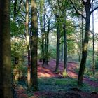 Herbst im Wald