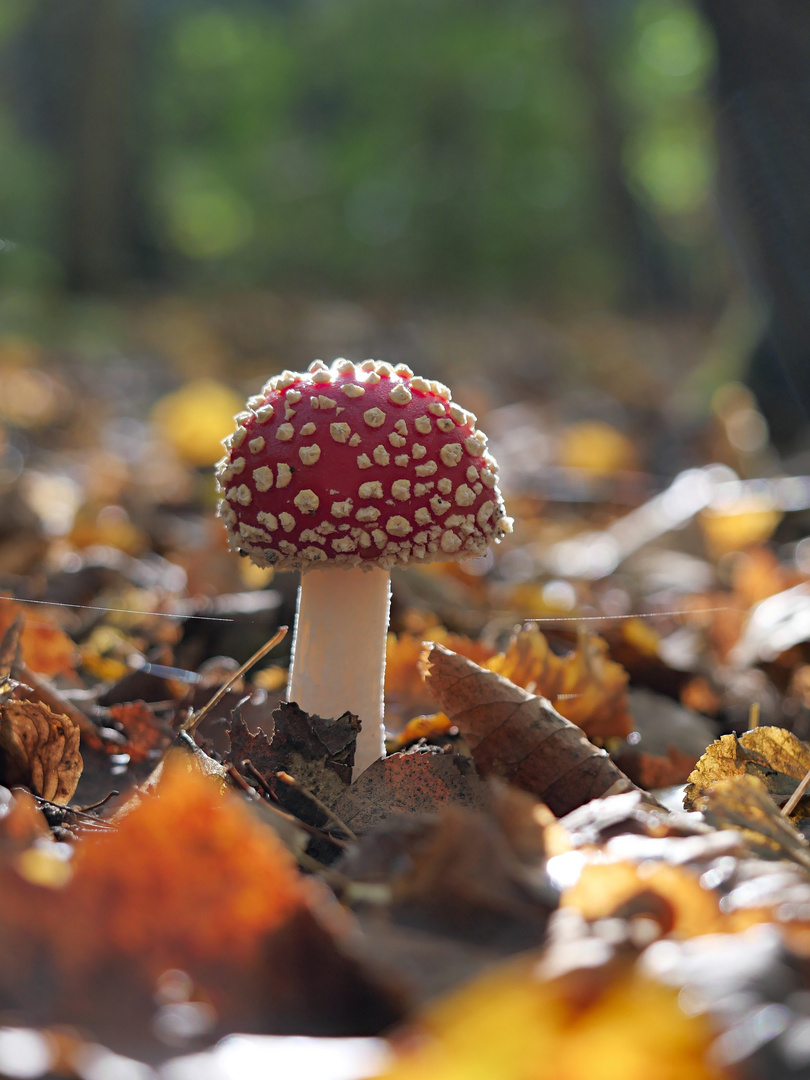 Herbst im Wald