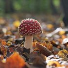 Herbst im Wald