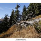 Herbst im Wald