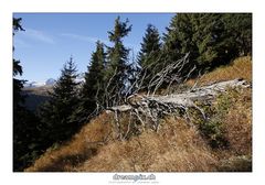 Herbst im Wald