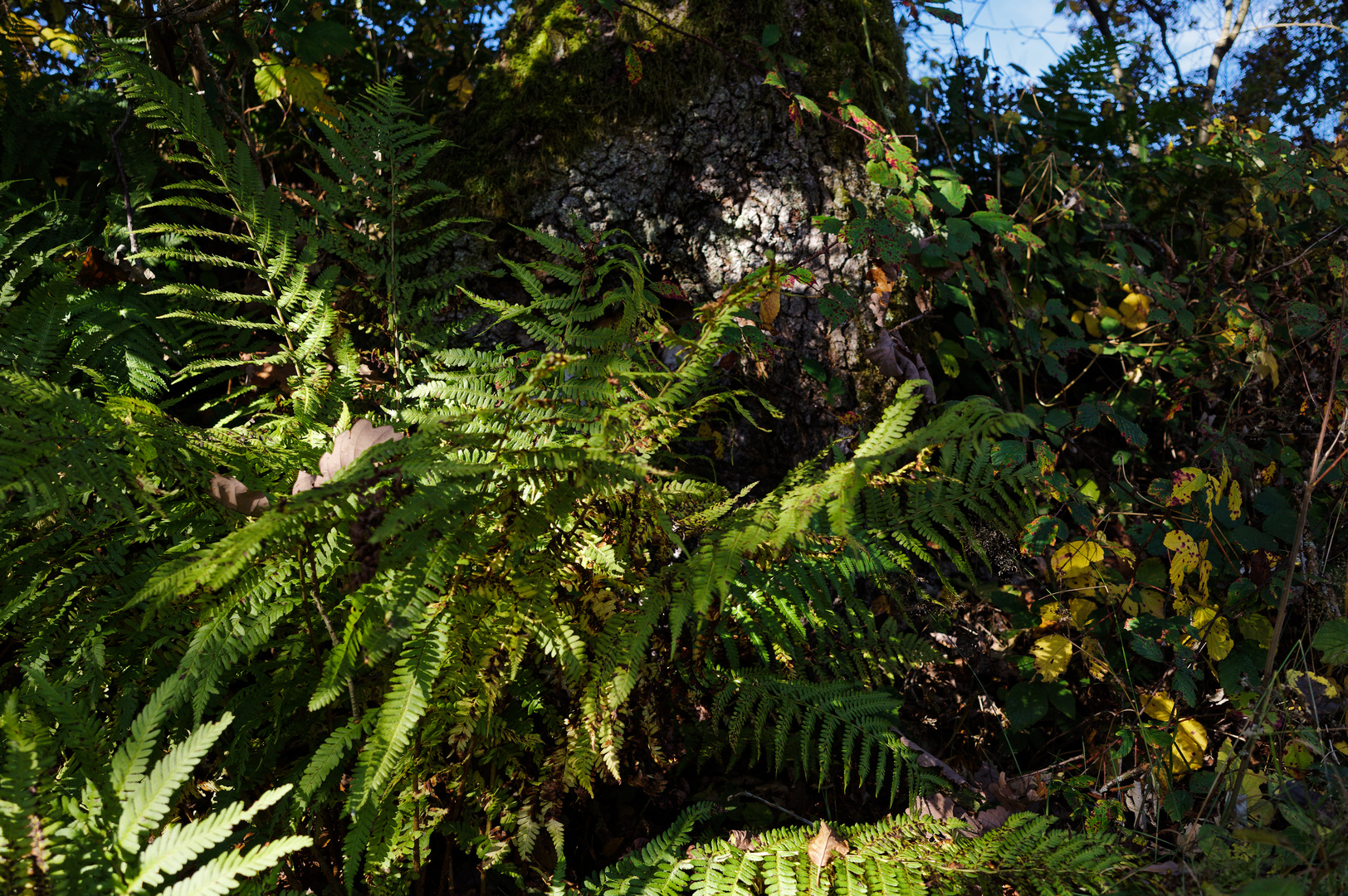 Herbst im Wald