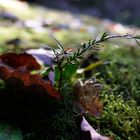 Herbst im Wald