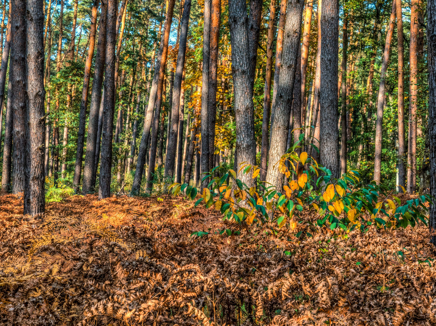 Herbst im Wald