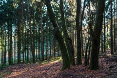 Herbst im Wald