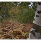 Herbst im Wald...