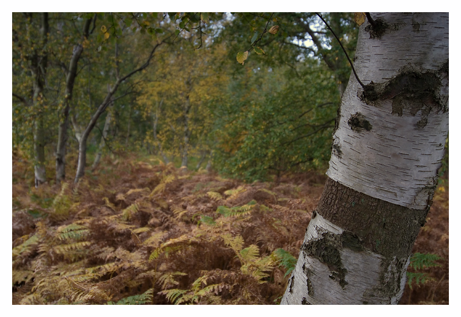 Herbst im Wald...