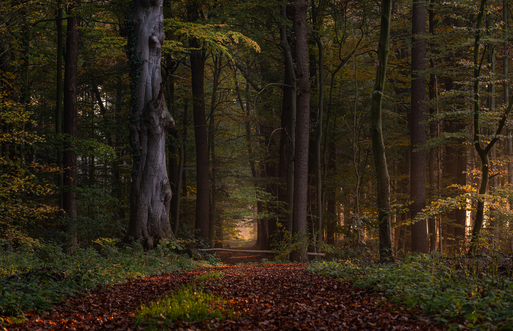 ___Herbst im Wald________