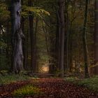 ___Herbst im Wald________